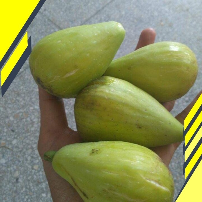 Fresshh BiBit Buah tin Dalmatie Rusia