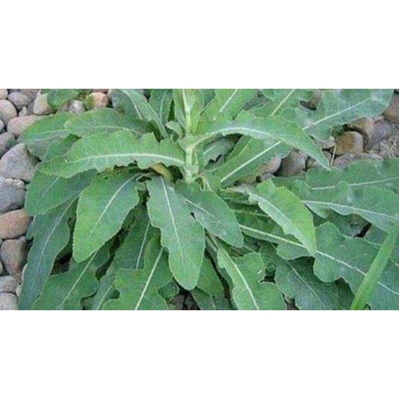 

COD daun tempuyung segar per 1kg,segar fresh dan bersih Terlaris .