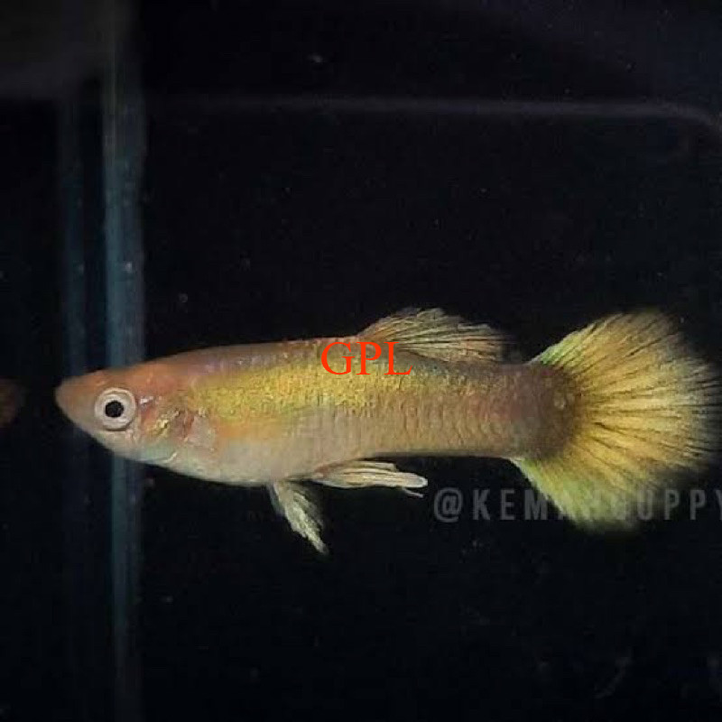 AKSESORIS betina guppy gold siap telur bergaransi
