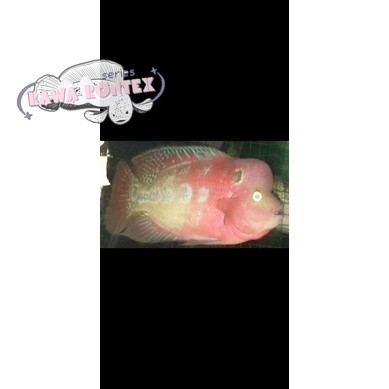 Bisa cod hiyasan akuarium burayak ikan louhan kamfa clasik size 2-3cm Series