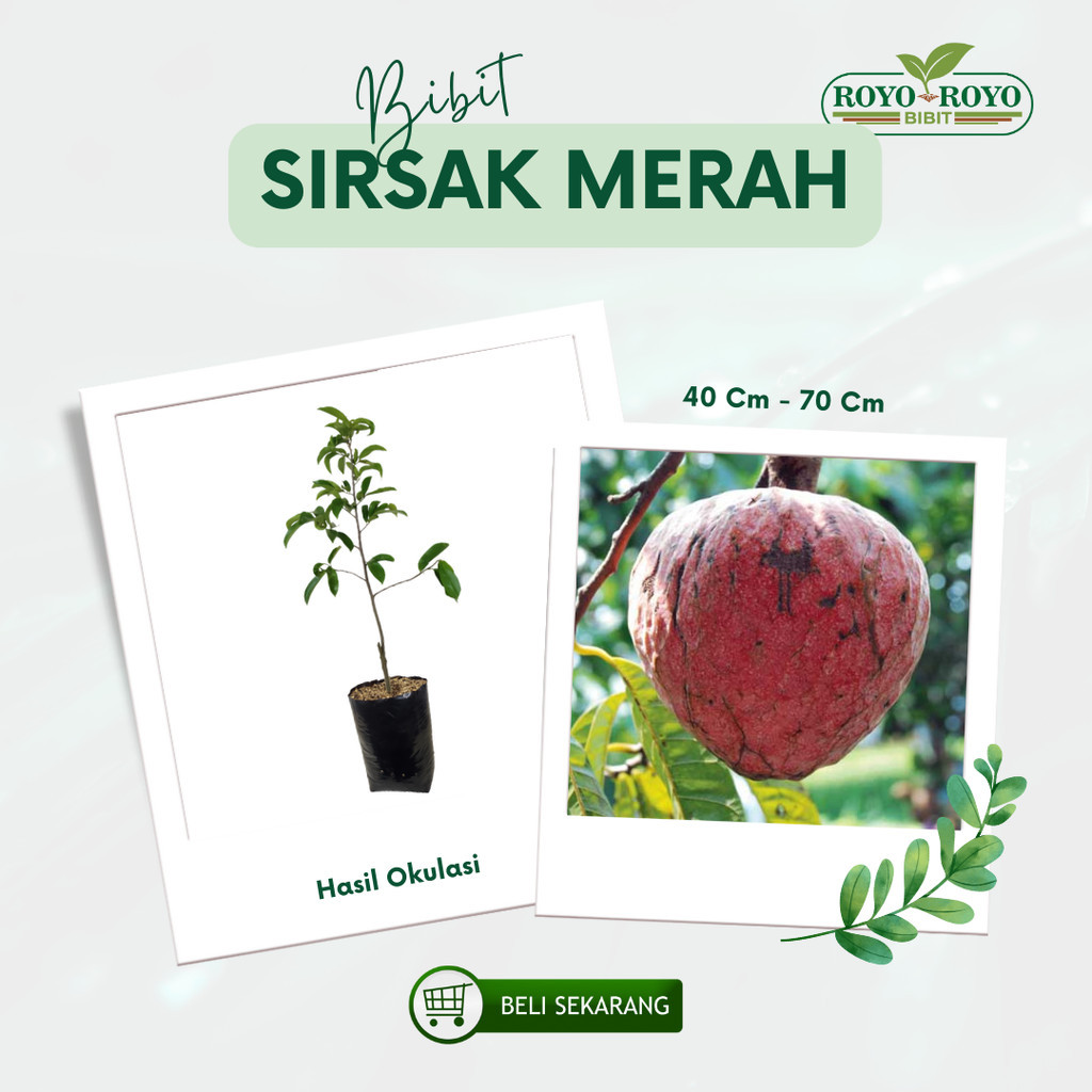 Bibit Tanaman Buah Sirsak Merah