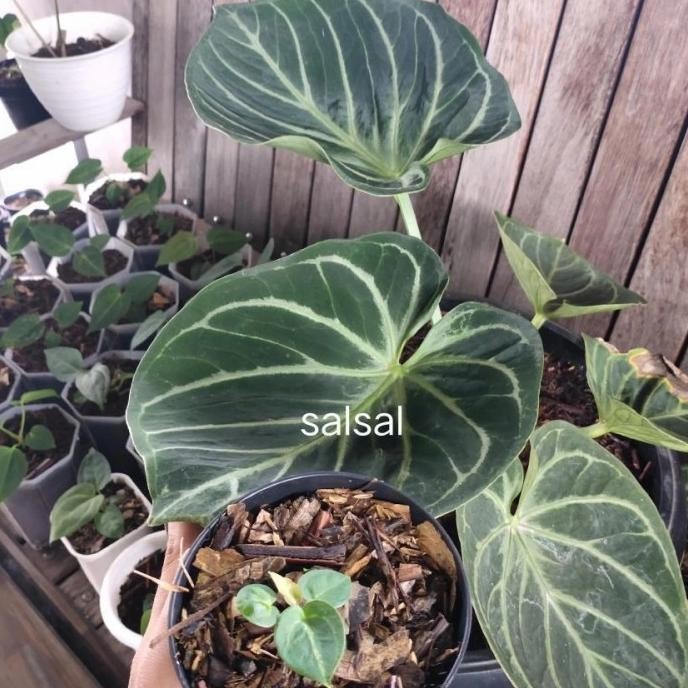 anakan bibit kuping gajah dorayaki silver