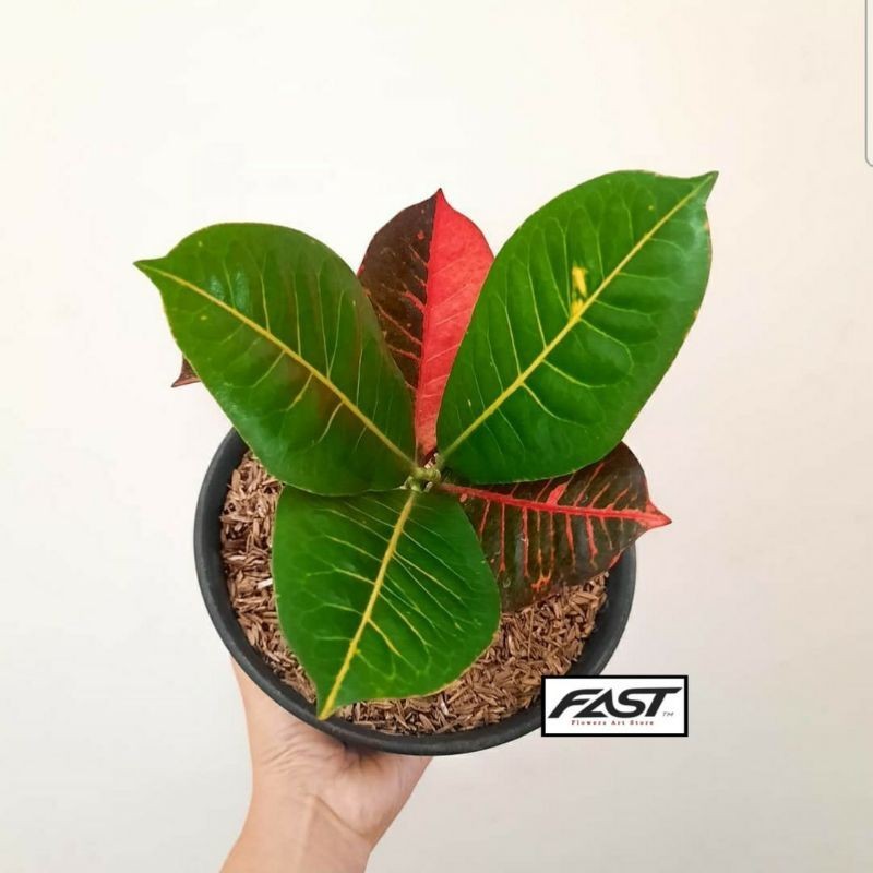 [ BISA COD] Tanaman Hias Puring Worten Beauty - Pohon Puring Worten Murah