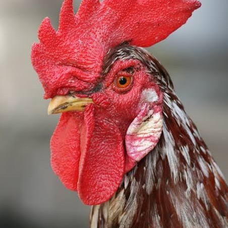 

Telur ayam albino mata merah / telur ayam hias fertil siap tetas