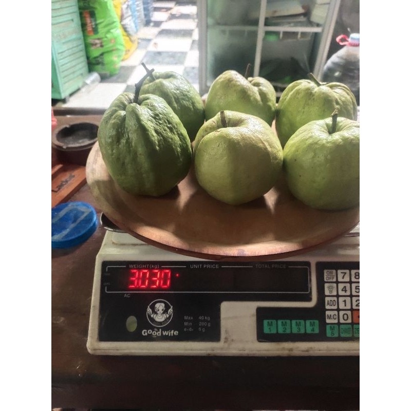 

IMDA HANDICRAFT Paket 1 Pcs Buah JAMBU KRISTAL PUTIH Tanpa Biji Ukuran Standart