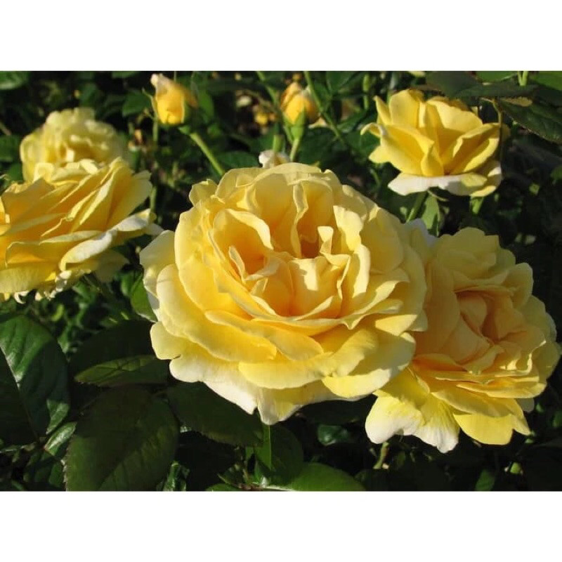 Tanaman Hias Mawar Floribunda Kuning Indukan Unggul - Mawar Kuning Floribunda Jumbo - Mawar Kuning H