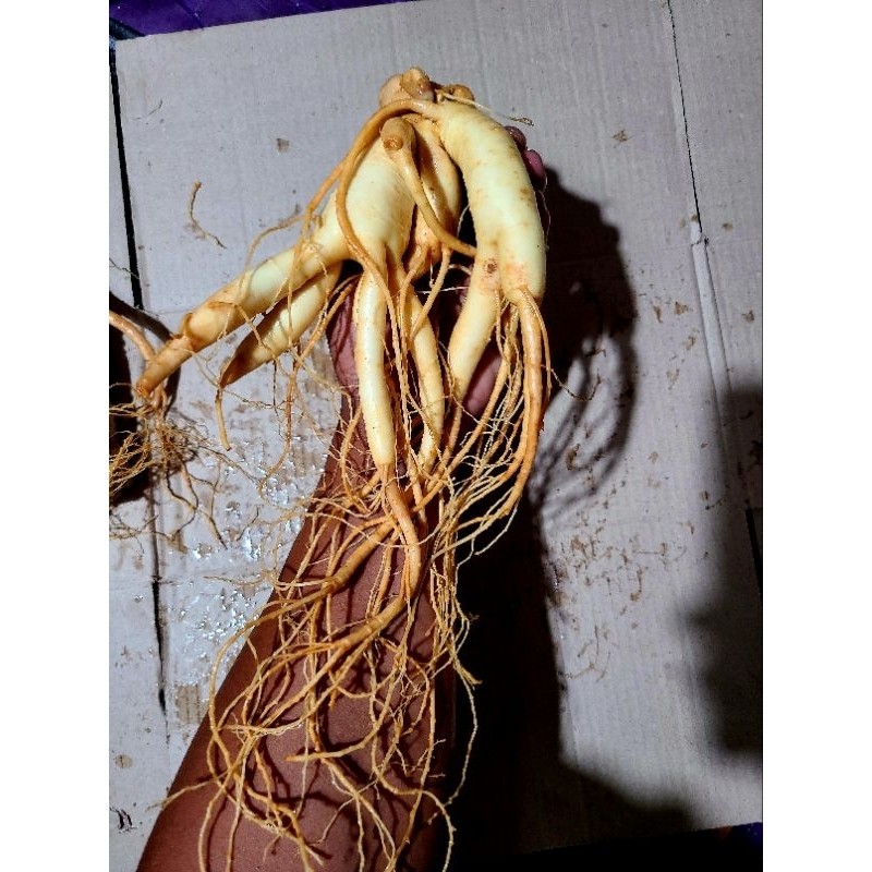Ginseng Korea Ukuran Besar Jumbo - Anugrah Mega