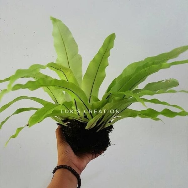 Stok ready kak kadaka tempel - tanaman hias dinding kadaka - pakis kadaka Silahkan di order gan