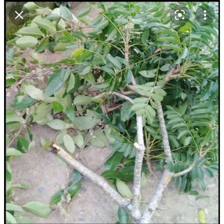 

500 GRAM DAUN BENALU KEDONDONG SEGAR HERBAL ALAMI