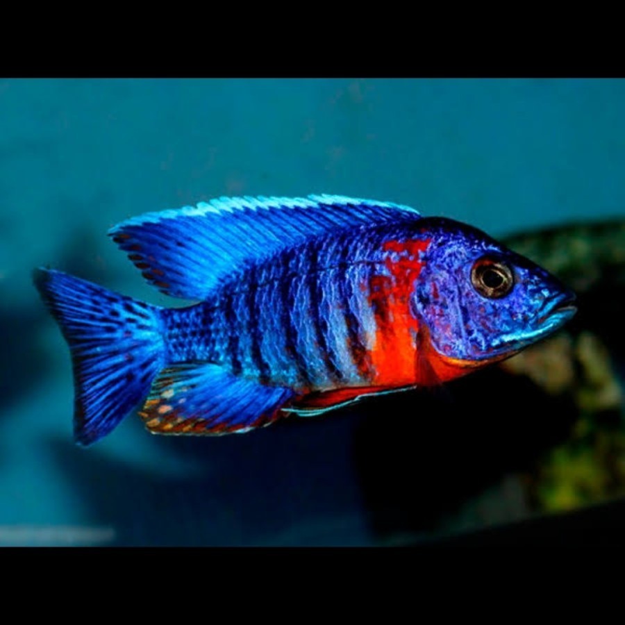 Tankmate aquarium AULONACARA SP RED FLUSH  8-10 cm- Ikan Hias Cichlid Aquarium berkualitas