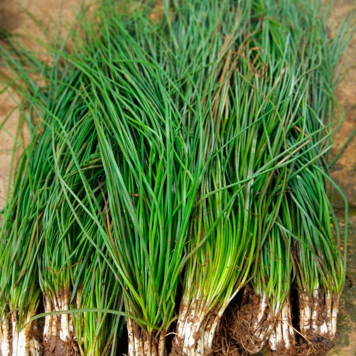 sayur kucai super/bibit tanaman sayur kucai super panjang/daun kucai