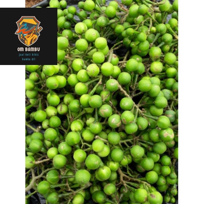 

Buah Takokak Buah Tepokak Buah Rimbang Segar 250gram