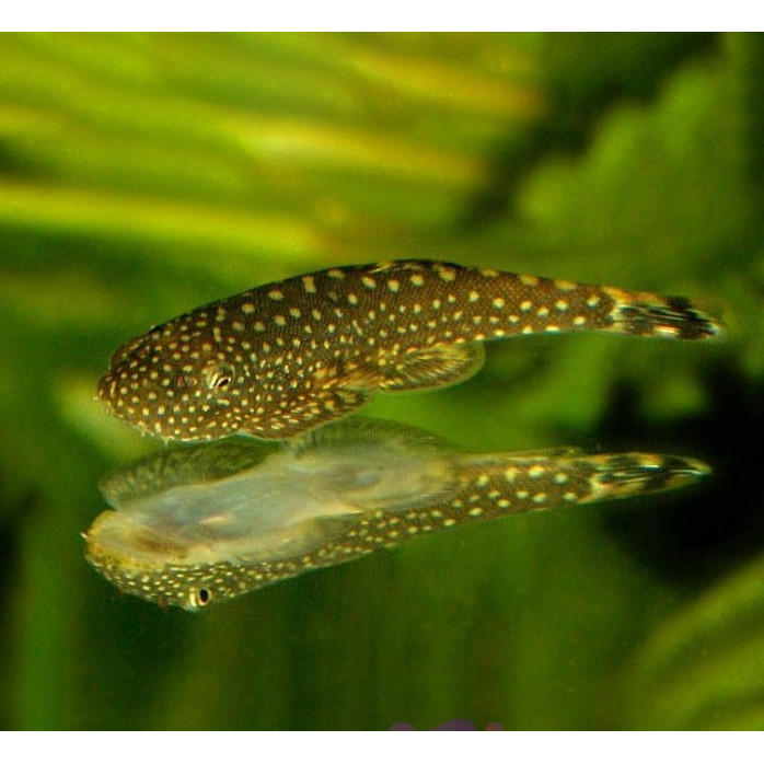 Ikan Sapu Sapu Borneo Sucker / Pembersih Aquarium / Algae Eater