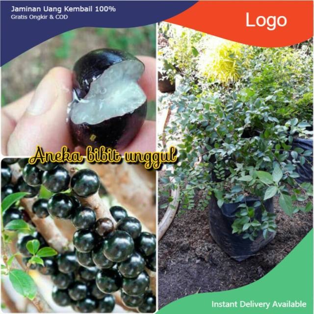 BIBIT ANGGUR BRAZIL SUPER - BIBIT ANGGUR BRAZIL CANGKOK - BIBIT ANGGUR HITAM -  BIBIT ANGGUR BATANG 