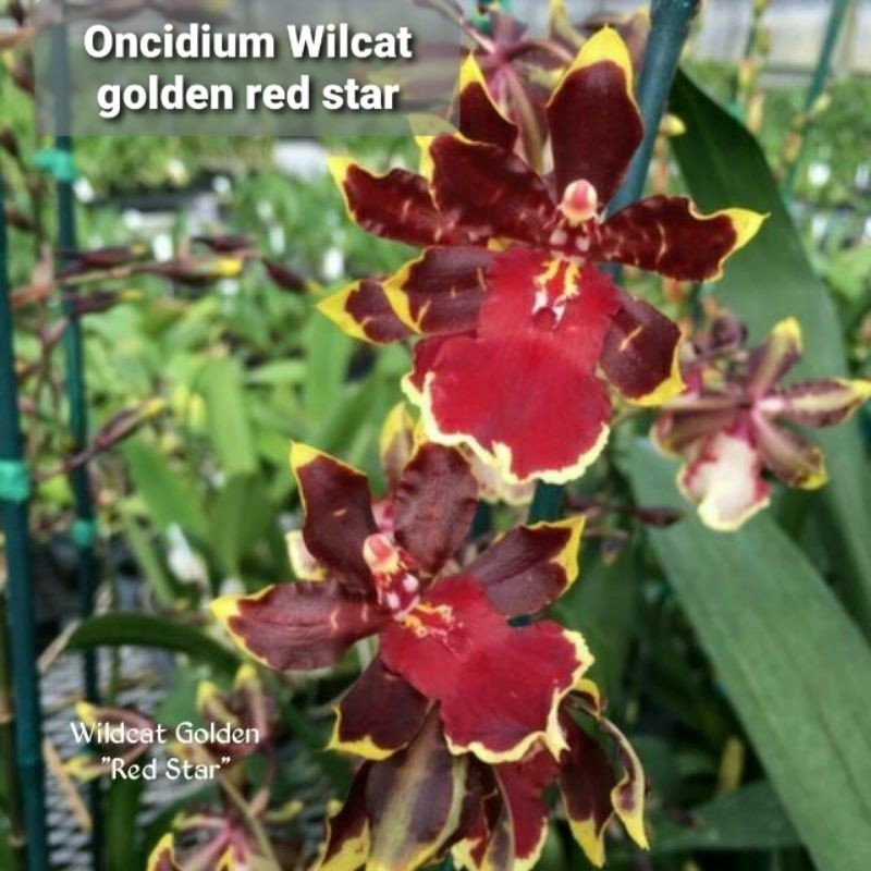 PAKET 4 ANGGREK ONCIDIUM DEWASA SIAP BERBUNGA - BUNGA ANGGREK ONCIDIUM DEWASA