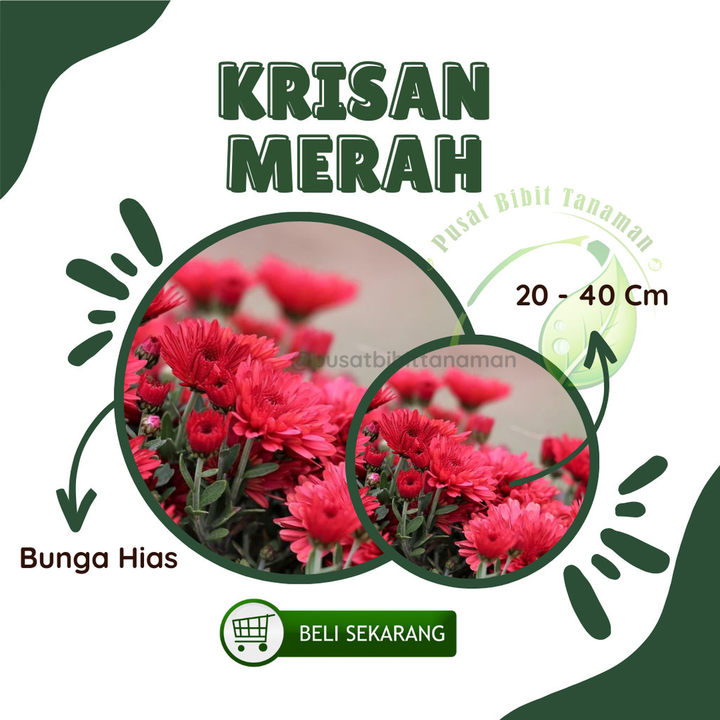 Bibit Bunga Krisan Merah tanaman hias hidup 1 pot