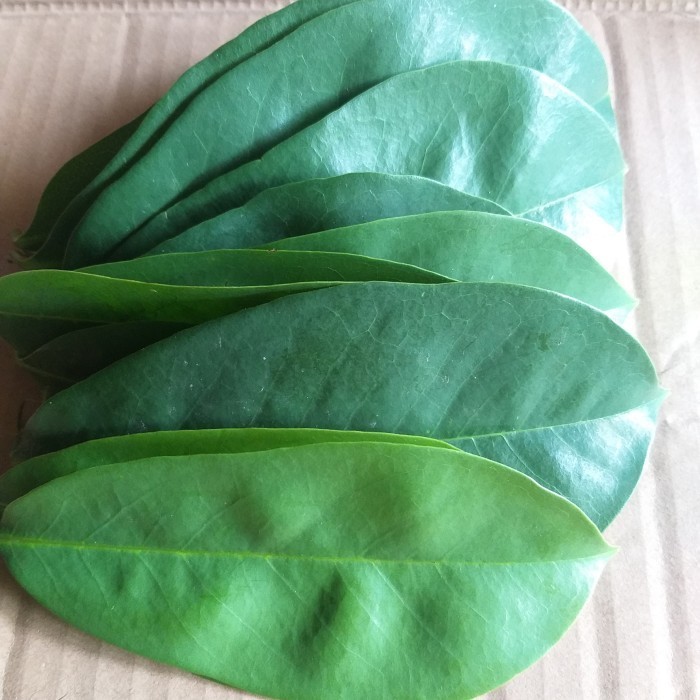 

TDS Daun Sirsak Segar Fresh