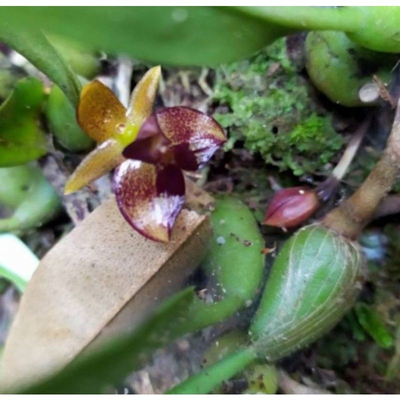 Anggrek wangi bulbophyllum ecornutum/ anggrek spesies wangi reaady