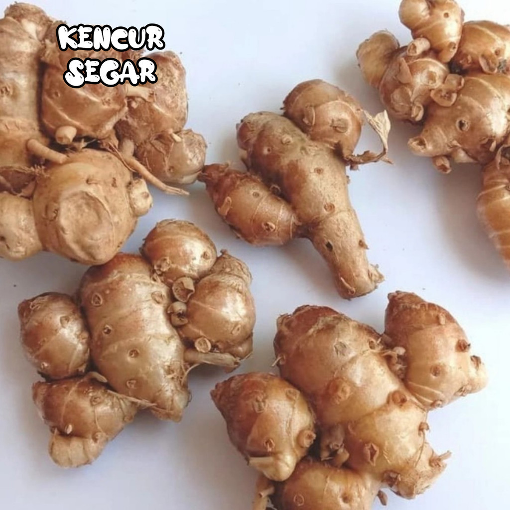 

kencur cikur kencur segar 1 kg kencur segar kencur 1 kg