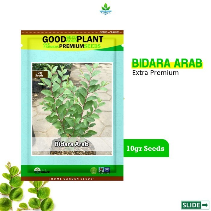 GOODSEED - 10gr Benih Bibit Daun Bidara Arab Pohon Bidara Herb