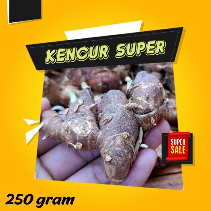 

kencur 250 gram / Kencur segar 250 gram / KENCUR Kualitas Terbaik