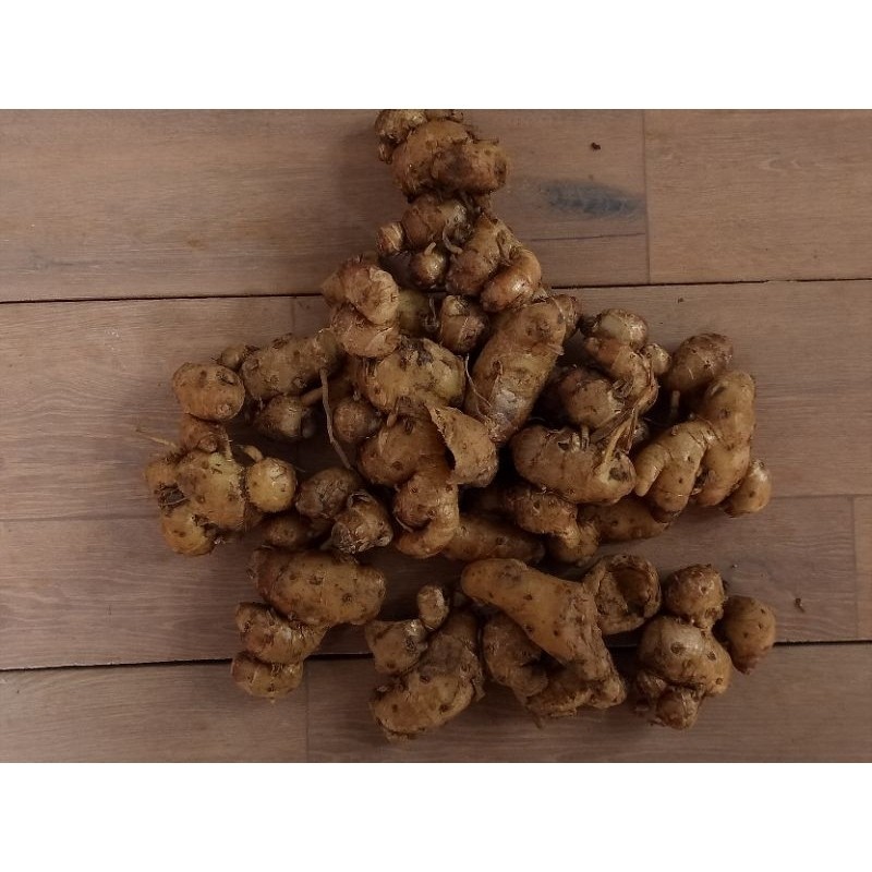 

Kencur bumbu besar segar Kualitas Terbaik