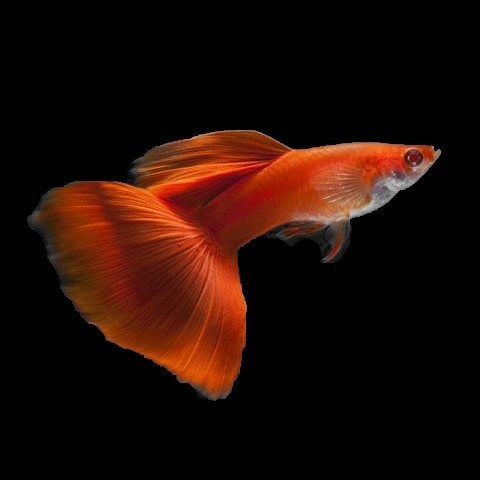 Guppy Albino Full Red ( AFR ) Mata Merah / Ikan Hias Air Tawar