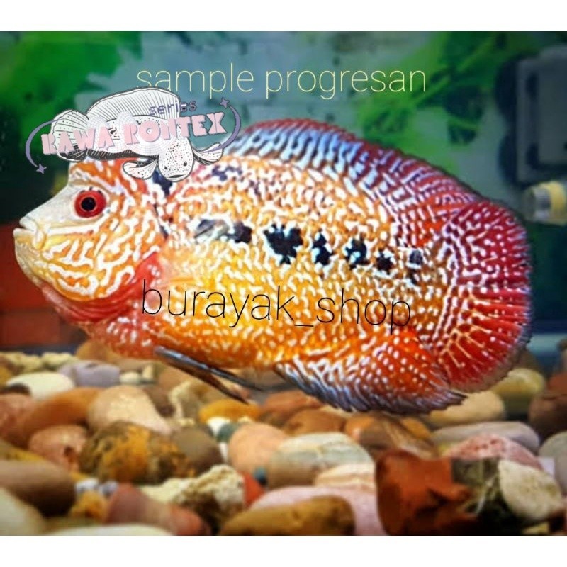 Bisa cod hiyasan akuarium burayak ikan louhan cencu size 2cm-3cm Series
