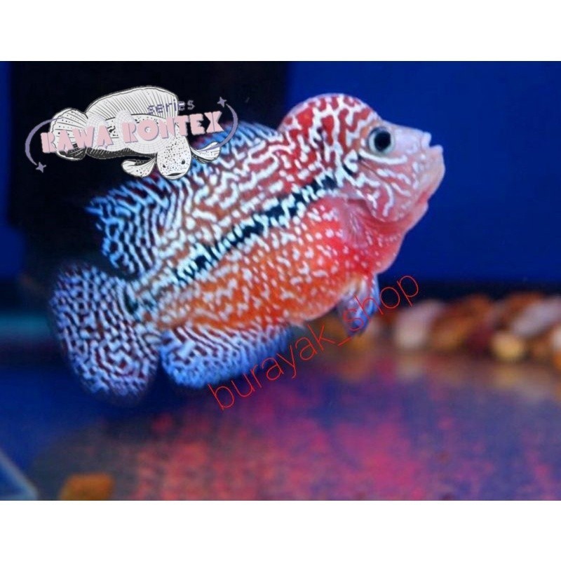 Bisa cod hiyasan akuarium burayak ikan louhan kamfa f3 size 2-3cm Series