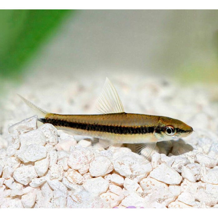 SAE / Siamese Algae Eater / Pemakan Alga / Ikan Hias Air Tawar