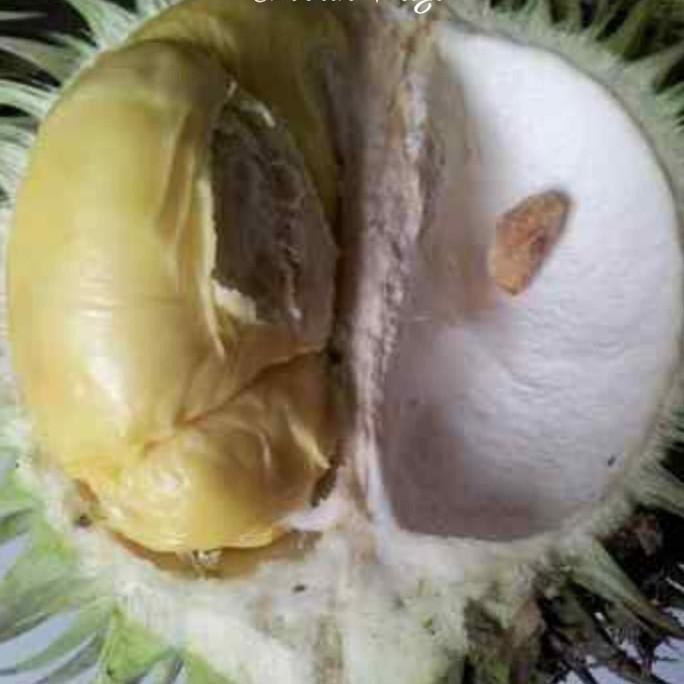 Asli Kalimantan Karatungan Oke Langka Buah Durian Bibit Ready