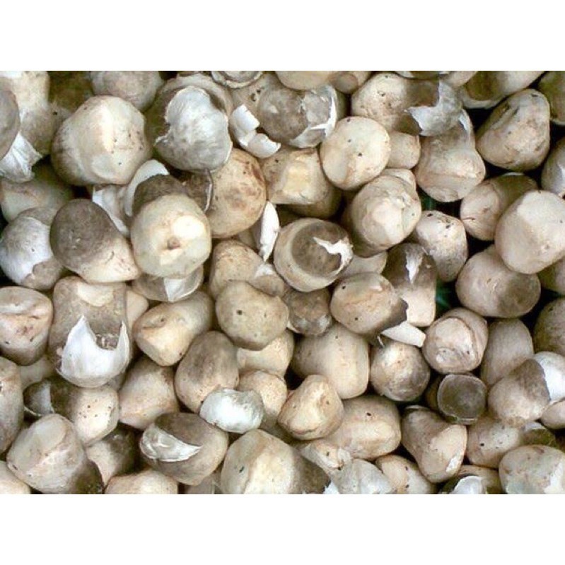 

PASAR ONLINE MURAH - JAMUR MERANG 250gr - BEST Fresh Food