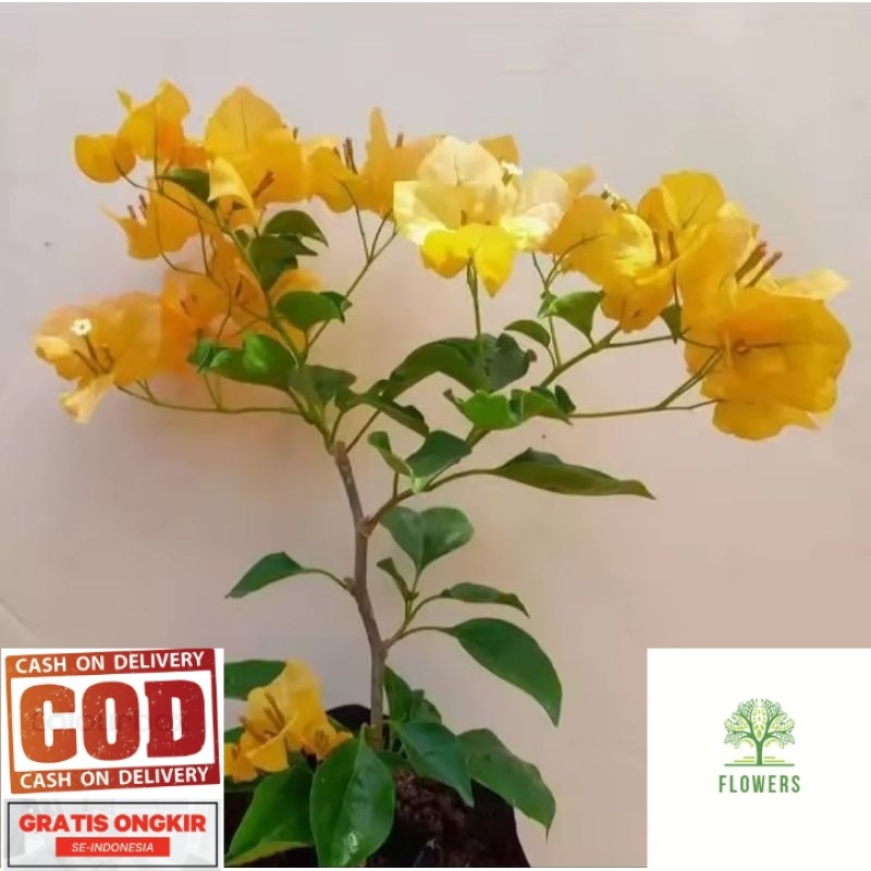 BUGENVIL Tanaman hias bougenville monalisa kuning - bougenville bunga kuning