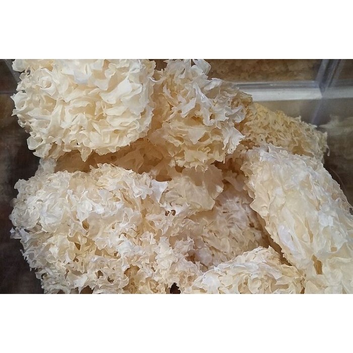 

Jamur Es Super / Jamur Salju / Snow White Fungus/ Jamur Putih Kering / Yin Er / Bai Mu Er 30g