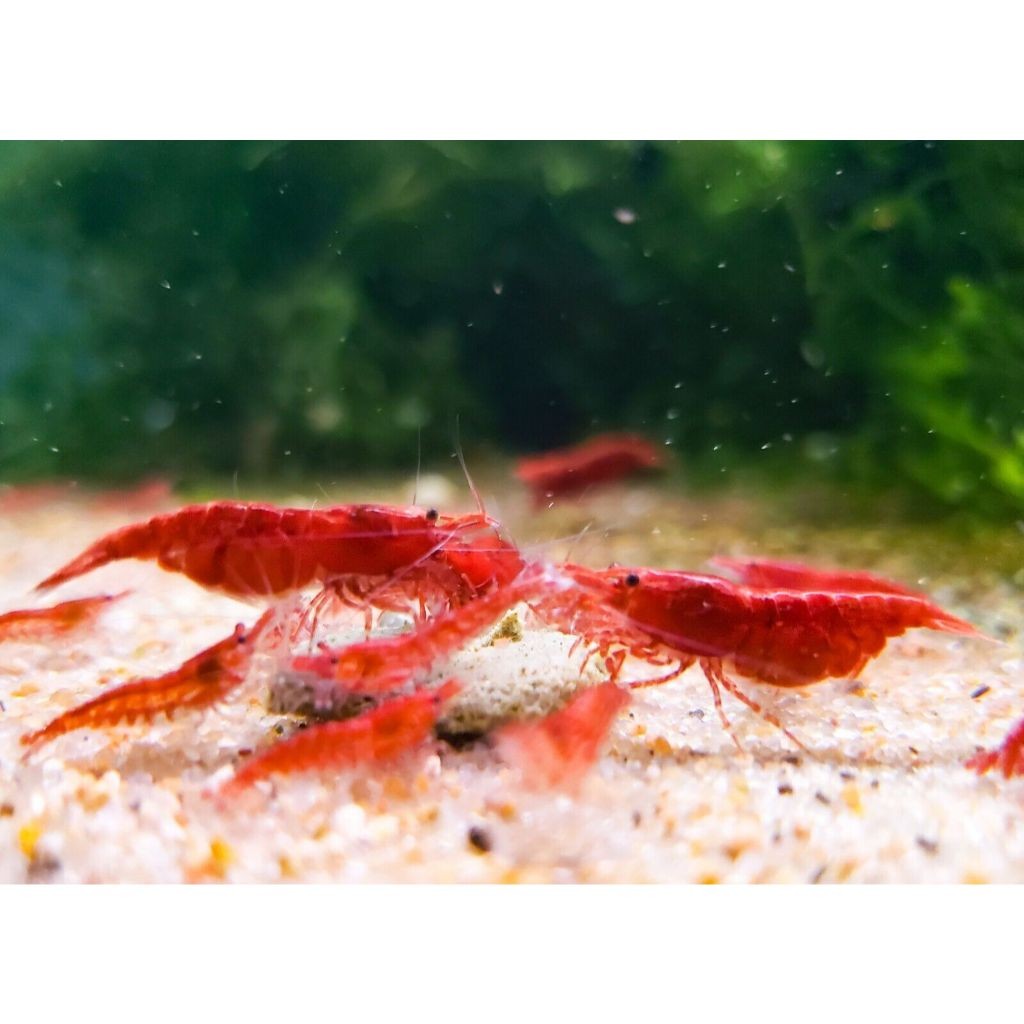 Paket Stiker Udang Hias Hidup RCS Isi 10 Ekor/Paket Udang Hias Aquascape Red Cherry Isi 10 Ekor/RCS/