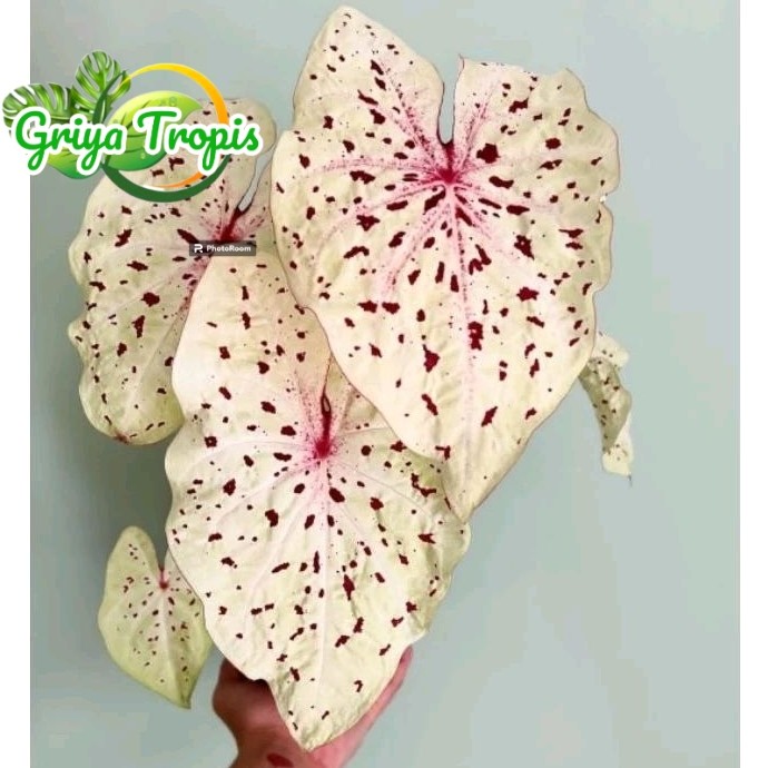 Caladium White Leopard-Keladi Hias White Leopard Cantik Murah