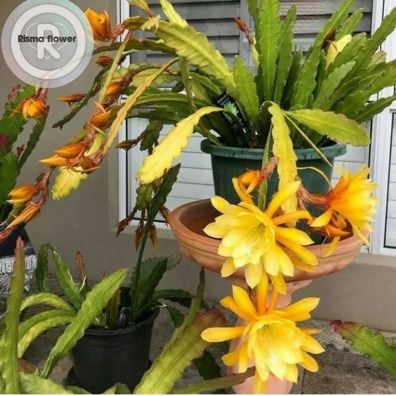 For saleTanaman hias pohon Wijaya Kusuma Bangkok kuning / pohon bunga Wijaya Kusuma besar bunga kuni