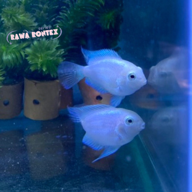 Hiasan aquascape SEPASANG BLUE POLAR PLATINUM / PAIR INDUKAN PROVEN BLUE POLAR PLATINUM / IKAN BLUE 