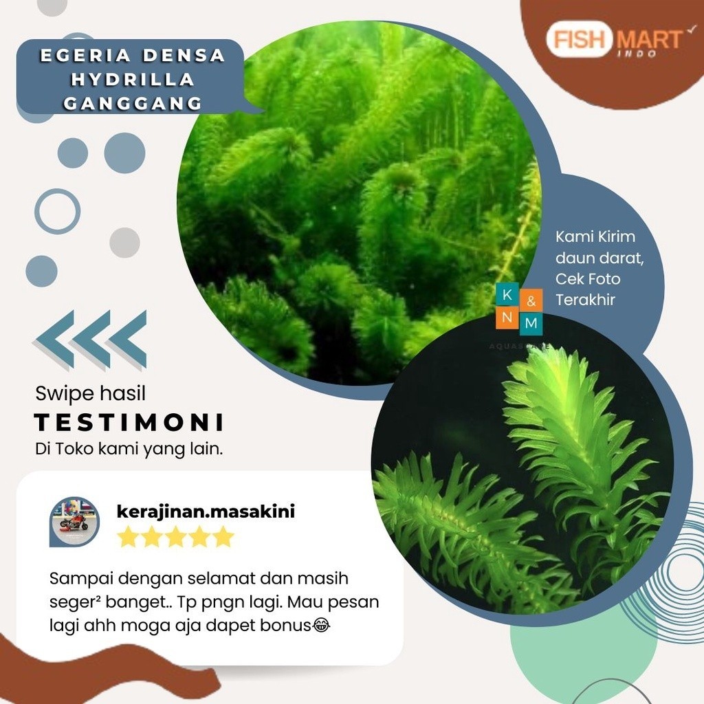 Hydrila Hidrila Hydrilla Ganggang Tanaman Aquascape Aquarium Akuarium Tanpa Low Co2 Chana Channa Can