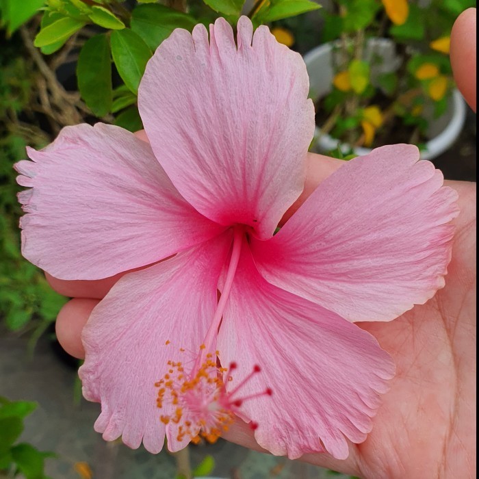 Bibit Hibiscus Kembang Sepatu Pink