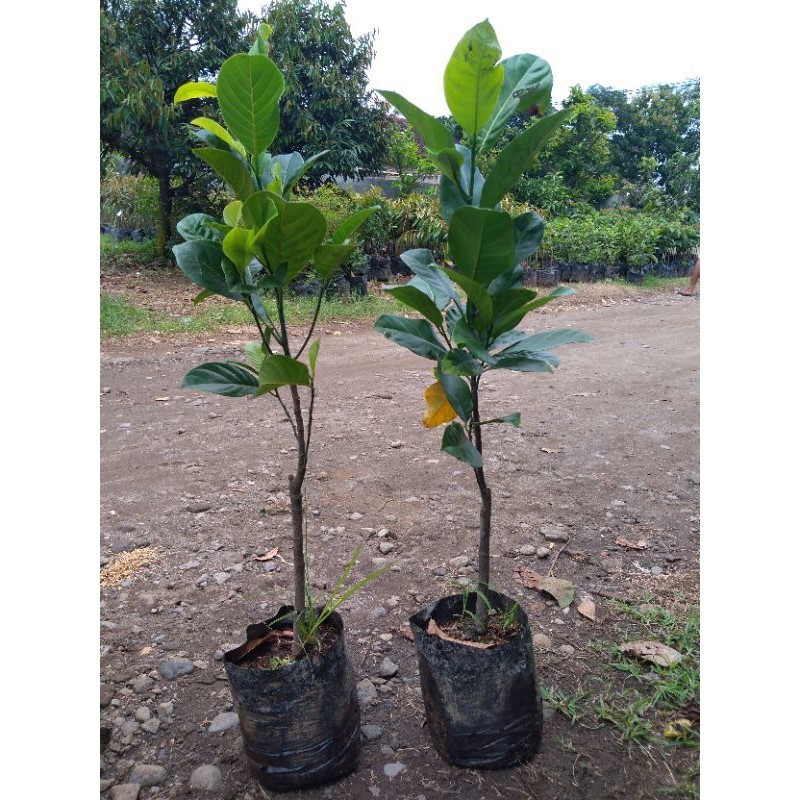 Bibit Nangka Madu Cepat Berbuah