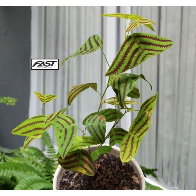 [ BISA COD] Tanaman Hias Oxalis Hijau - Bunga Kupu Kupu Hijau - Oxalis Batik