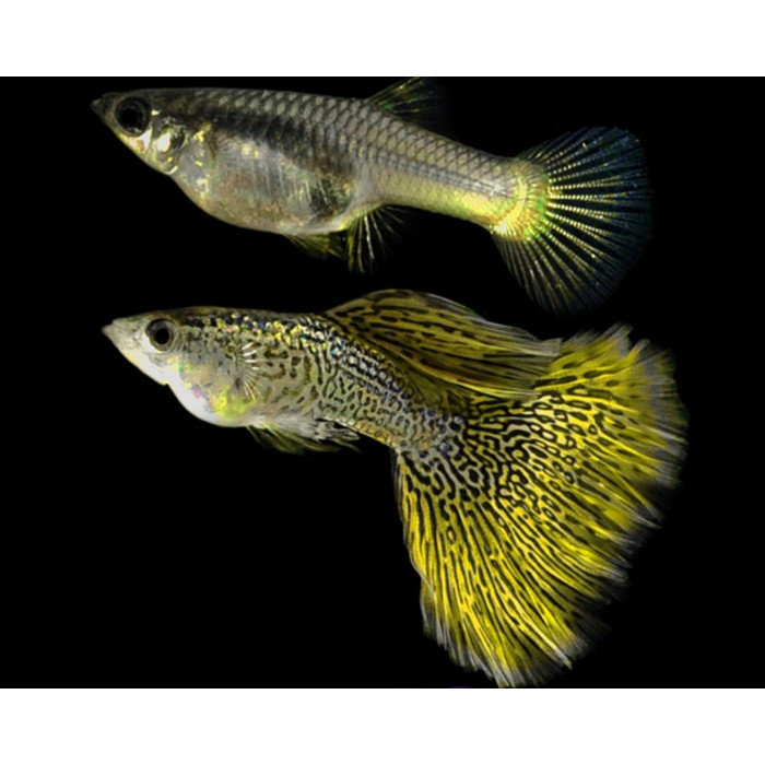 Guppy Yellow Lace / Ikan Hias Air Tawar Aquascape