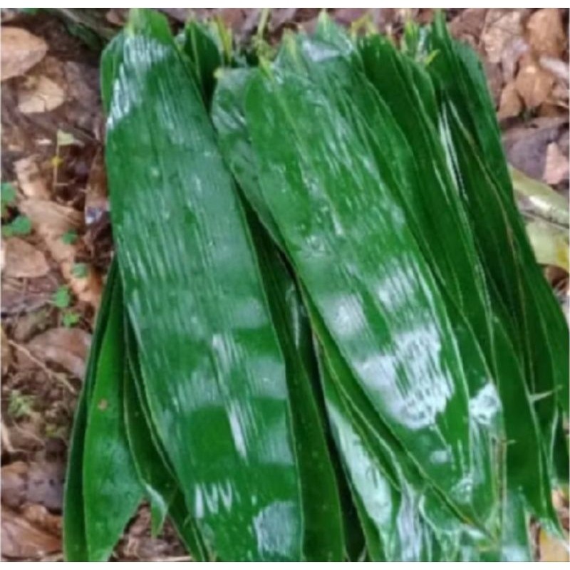 

Daun bambu, bungkus bakcang/pcs termurah