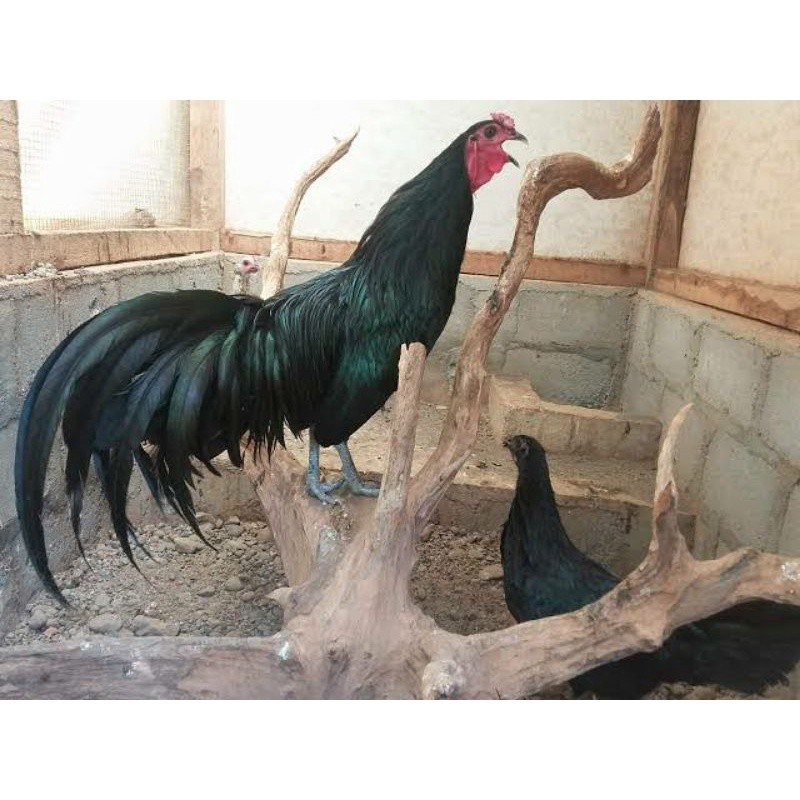 

TELUR AYAM HIAS BLACK SUMANTRA UNTUK DI TETASKAN