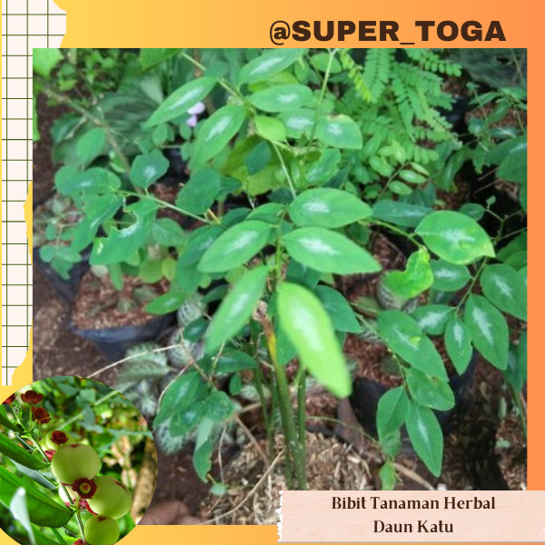 Daun Katuk bibit daun katu bibit daun katuk untuk memperbanyak air susu ASI pohon katuk