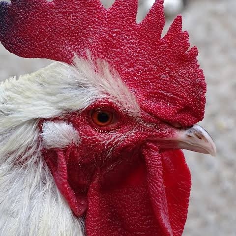 

Telur ayam albino mata merah / telur ayam hias fertil siap cod
