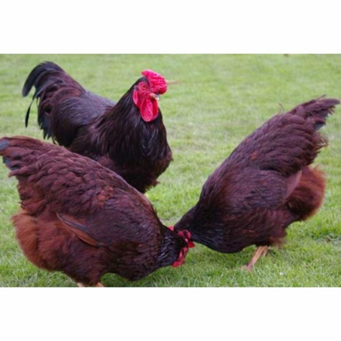 

Telur ayam hias rodhe island fertil asli siap ditetaskan - rodhe island