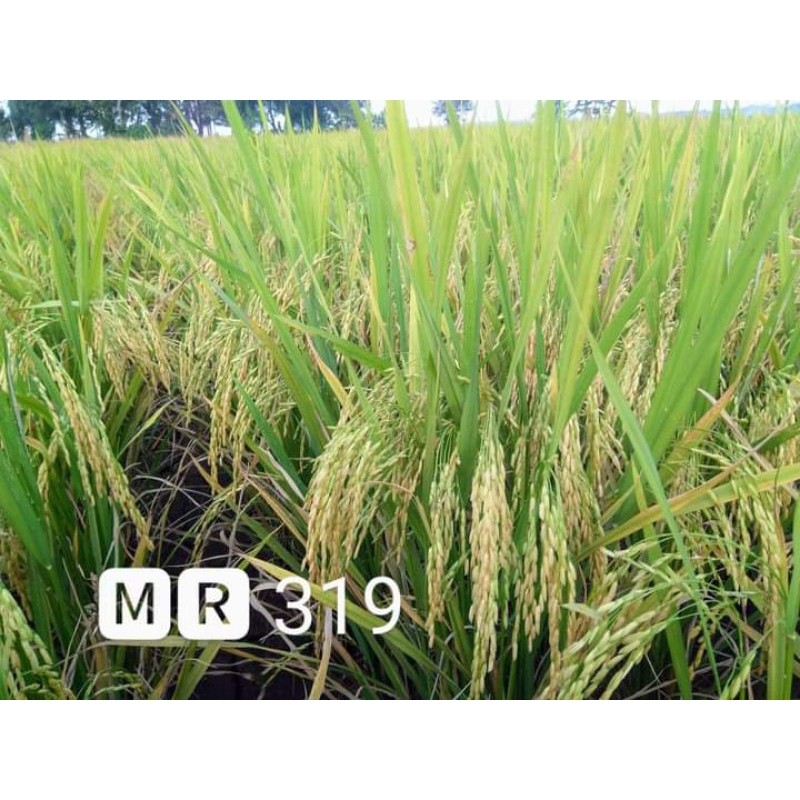 benih padi Mr 319 5kg