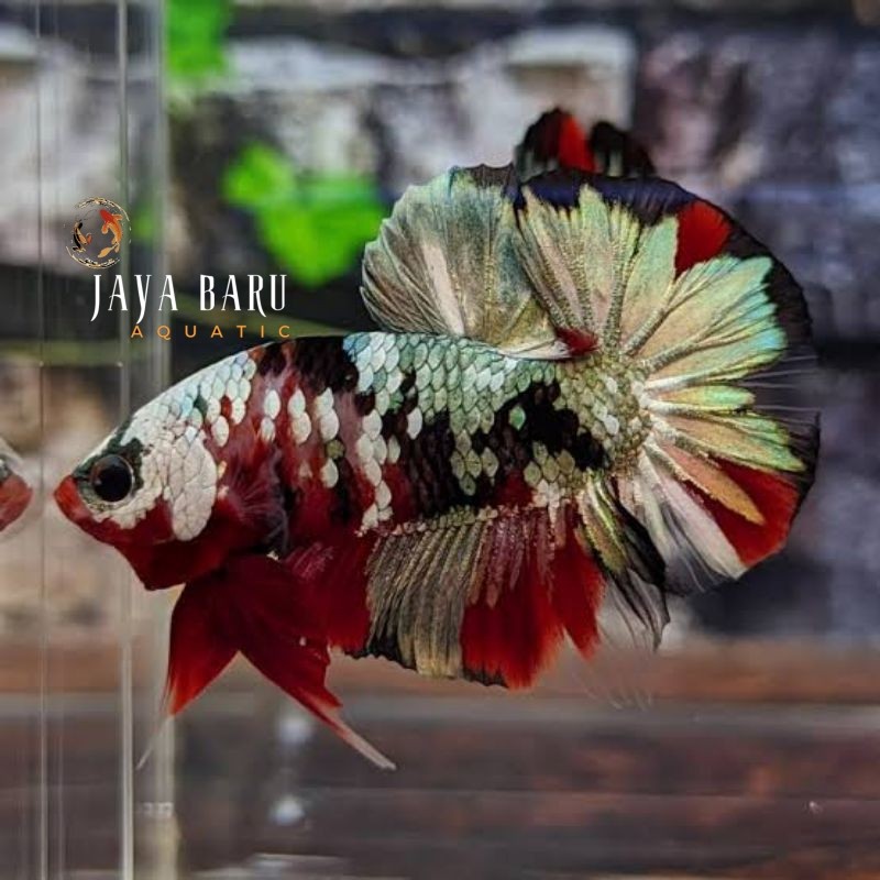 Hiasan soliter Cupang RKC / Red Koi Cooper jantan/betina Usia 3bln Super grade